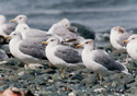 Larus californicus